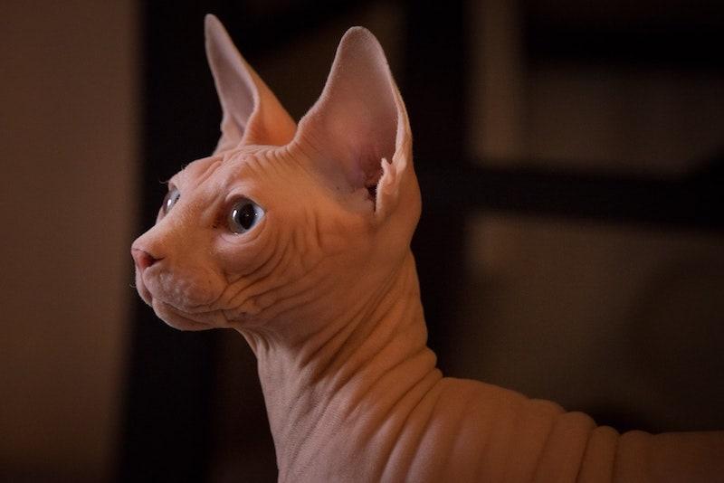pink sphynx cat closeup without eyelashes
