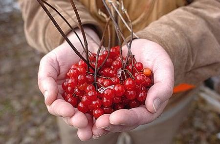 Holding highbush cranberries