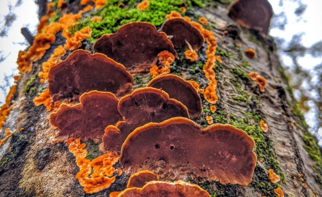 A Complete Guide to Turkey Tail Mushrooms