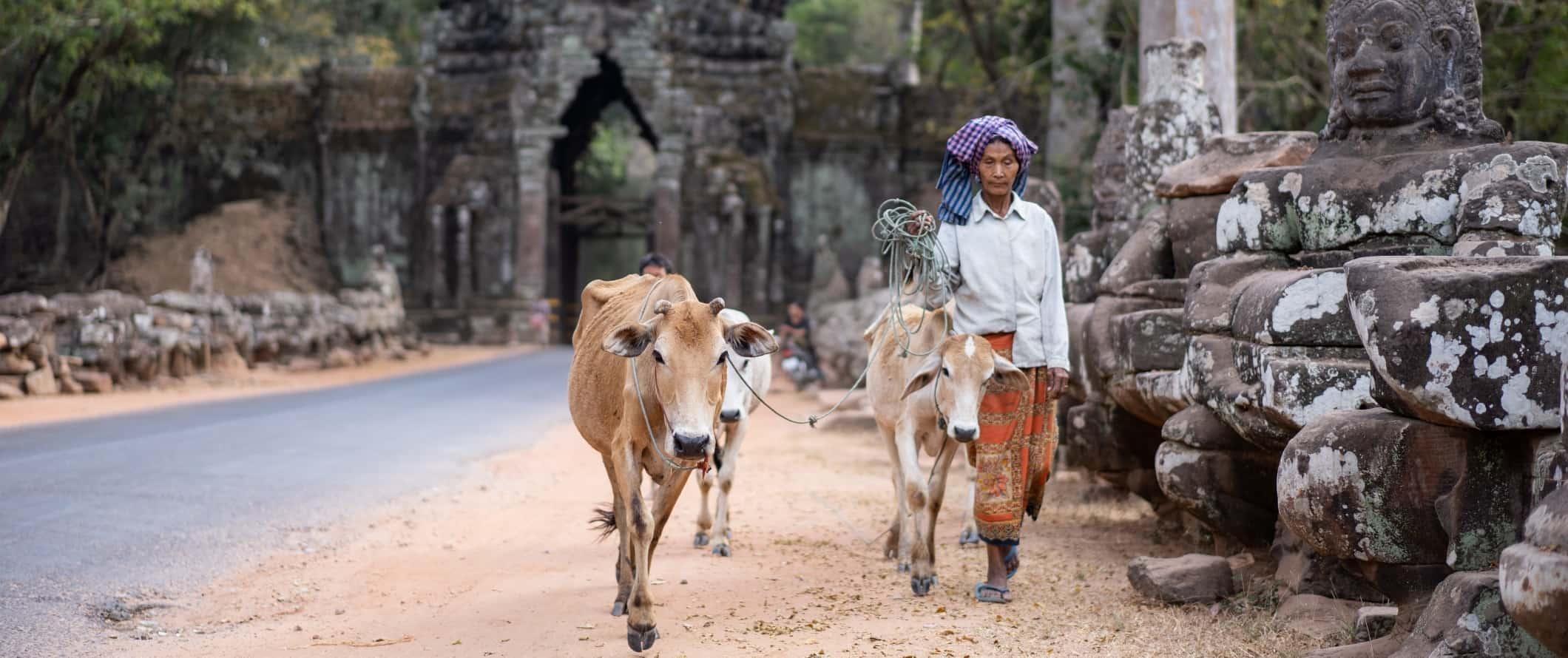 Woman walking down a path with cows next to hear in the ancient temple complex of Angkor Wat, Cambodia