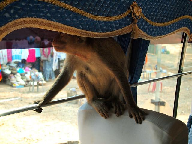 Monkey on a tour bus in Cambodia