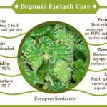 Begonia Eyelash: The Best Care Tips For The Tiger Paws Plant