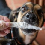 Raw Chicken Feet for Dogs