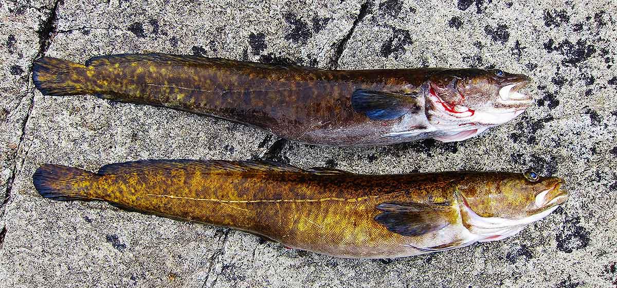 Two burbot caught in Manitoba, Canada
