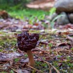 False Morel Mushrooms – Everything You Need to Know