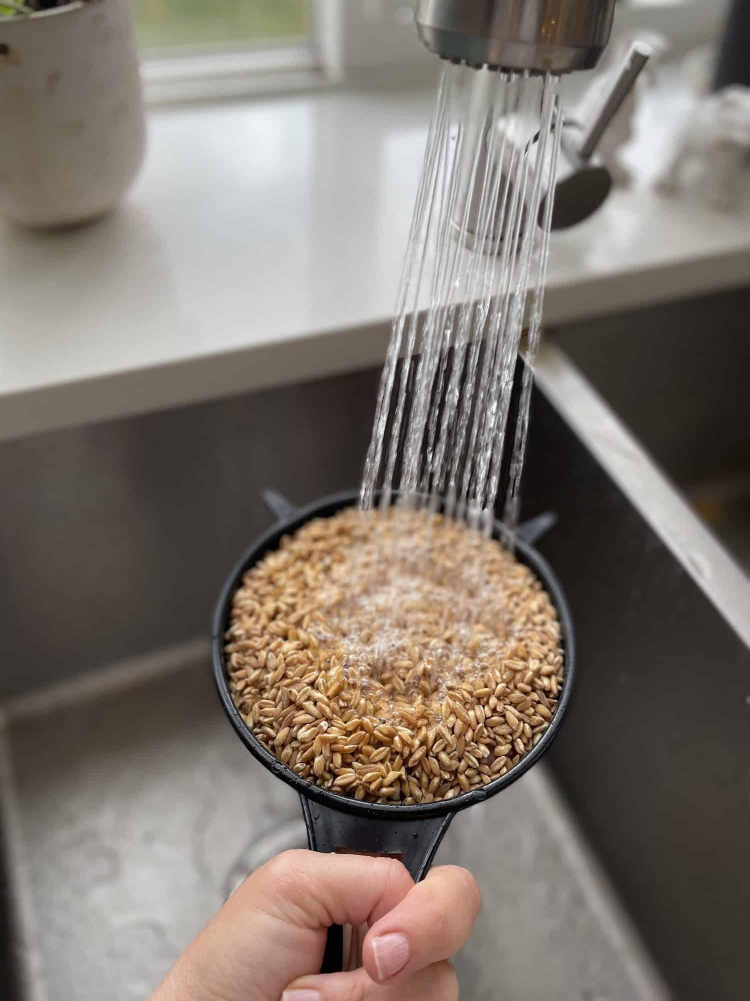 A colander full of farro being rinsed under water in a kitchen sink