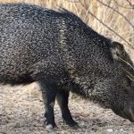 Loving the Unloved: Javelina