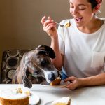 Pumpkin Dog Cake (for people too!)