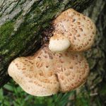 The Delicious Pheasant Back Mushroom: A Hidden Gem of Spring Foraging