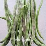 Dried Rattlesnake Bean and Vegetable Soup: A Flavorful Bowl of Comfort