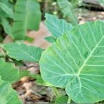 How To Cultivate & Cook Taro Leaves (+ 4 Uses for the Root!)